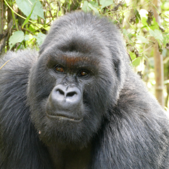 Gorilla Image